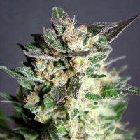 Diesel Glue female