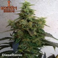 Dieseltonic fem