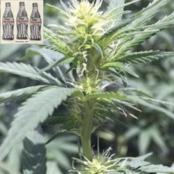 Ein allgemeines Bild