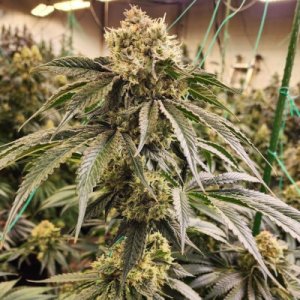 (Bild für) Dirty Banana Gen 1 Fast