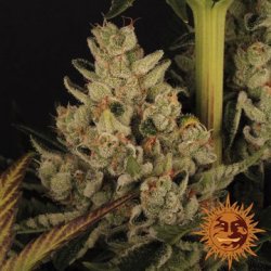 Ein allgemeines Bild