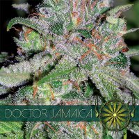 Doctor Jamaica fem