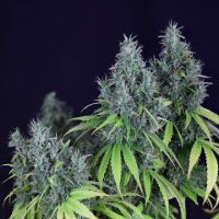 Doctor Seedsman CBD 30:1 female