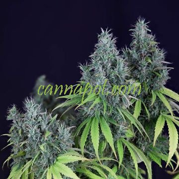 Doctor Seedsman CBD 30:1 female - zum Schließen ins Bild klicken