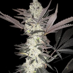 (Bild für) Dolato S1