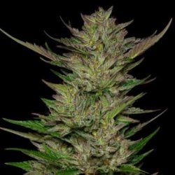 Ein allgemeines Bild