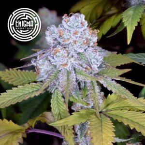 (Bild für) Dosidos Sherbert