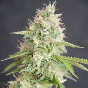 (imagen para) Double Cream fem