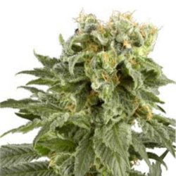 Ein allgemeines Bild