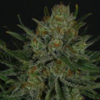(image for) Double Glock female