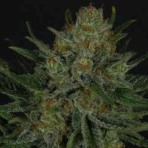 (imagen para) Double Glock female