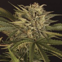 (image for) Dr. Greenman Pure CBD fem
