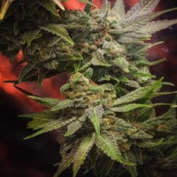 Ein allgemeines Bild