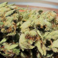 Dragons Blood Hashplant