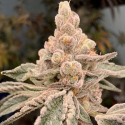 Ein allgemeines Bild