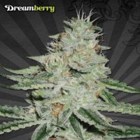 (imagen para) Auto Dreamberry female