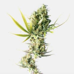 Ein allgemeines Bild