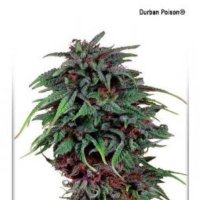 (imagen para) Durban Poison
