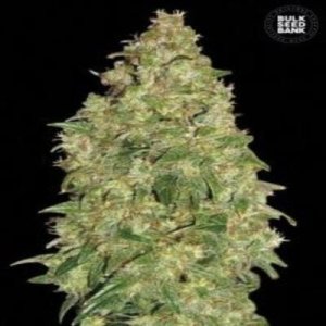 (Bild für) Early Top Skunk female