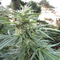 (Bild für) Durban Magic