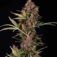 (image pour) Dutch Automatic 5 fem