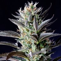 Dutch Blue Automatic 5 fem