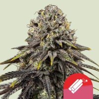 Dynamite Diesel – Mike Tyson feminized