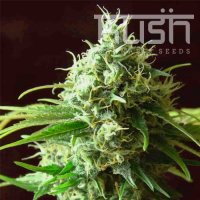 Cheese Kush Cheese Kush