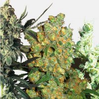 Sensi Seeds feminisierter Samenmix