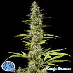 Ein allgemeines Bild