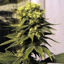 Ein allgemeines Bild