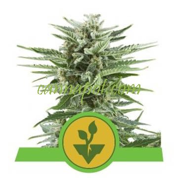 Easy Bud automatic feminized - zum Schließen ins Bild klicken