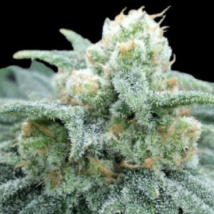 (imagen para) Electric Koolaid