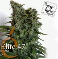 Elite 47 female