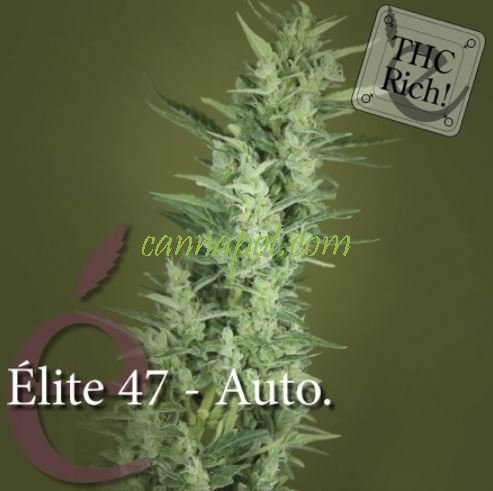 Elite 47 Automatic female - zum Schließen ins Bild klicken