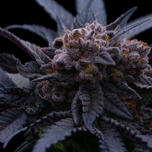 (Bild für) End Game RBX