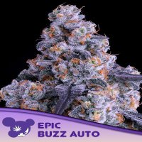 Epic Buzz Automatic