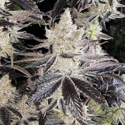 Une image générale