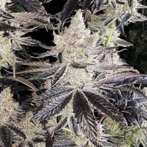 (Bild für) Ethos Cookies R2