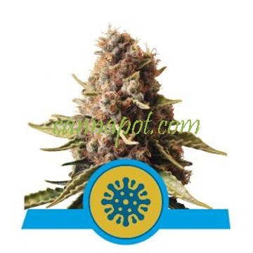 Euphoria CBD feminized - zum Schließen ins Bild klicken