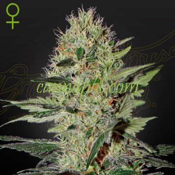 Exodus Cheese Auto female - zum Schließen ins Bild klicken