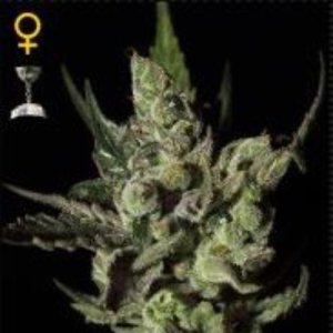 (Bild für) Exodus Cheese female