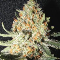 Exotic Kush fem