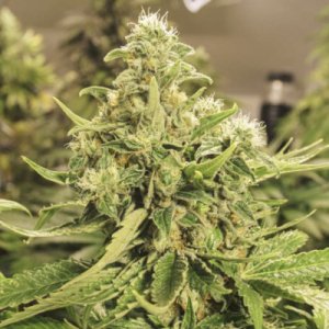 (image for) Exotic Pure CBG fem