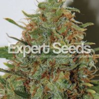 Expert Haze feminized