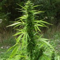 Kompolti Cannabis sativa CBD