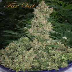 Ein allgemeines Bild