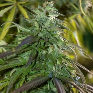 (image for) Fast Bud 5 fem