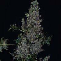 (imagen para) Fast Crazy Bastard