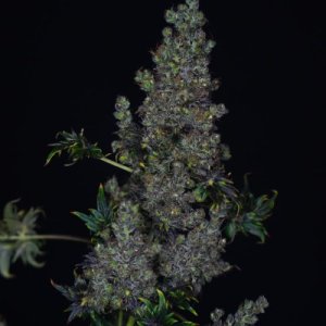 (Bild für) Fast Crazy Bastard